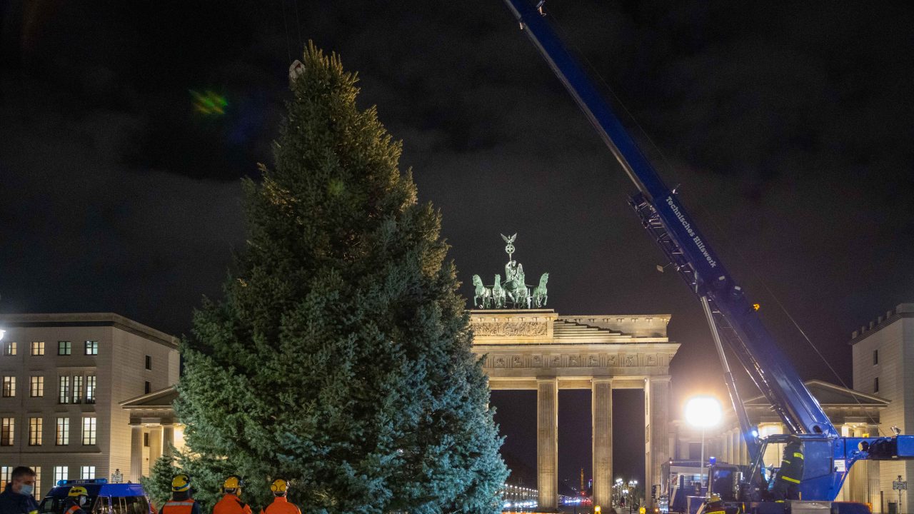 Un albero di natale per la Porta di Brandeburgo a Berlino